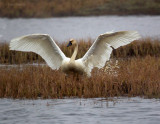 Tundra-Swan-2173.jpg