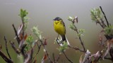 Yellow-Wagtail-2091.jpg