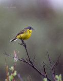 Yellow-Wagtail-2112.jpg