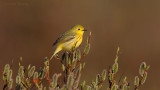 Yellow-Warbler-1132.jpg