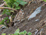 Rustic Bunting-2.jpg