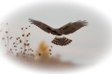 Northern Harrier