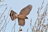 Northern Harrier