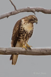 Imm. Red-tailed Hawk