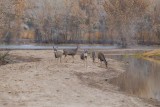 Mule Deer