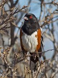 Spotted Towhee
