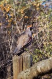 Gambels Quail 8749.jpg