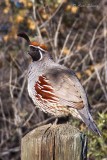 Gambels Quail 8755.jpg