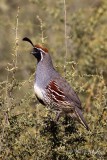 Gambels Quail 8867.jpg