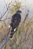 Coopers Hawk9734.jpg