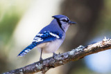 131215_004-Blue-Jay.jpg