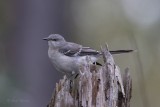 131214_019 Mockingbird.tif