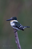 GKingfisher0708.jpg