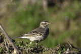 American Pipit0416.jpg
