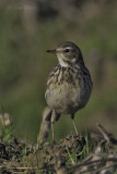 Am Pipit0424.jpg