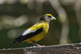 Evening Grosbeak-1.jpg