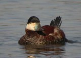 Ruddy-Duck1666-web.jpg