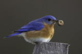 Bluebird1424.jpg