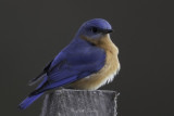 Bluebird1474.jpg