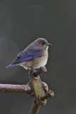 Bluebird-fem1562.jpg