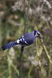 Bluejay1725.jpg