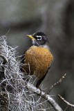 Robin1749.tif