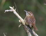 CarolinaWren-2.jpg