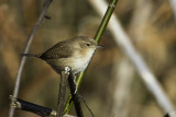 House Wren0502.jpg