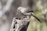 Curve-billed Thrasher 6921.jpg