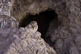 Burrowing Owl 2008.jpg