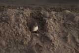Burrowing Owl1964.jpg