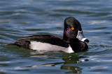 Ring-necked-Duck2365.jpg