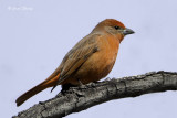 Hepatic Tanager 2944.jpg