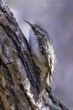 Mexican Brown Creeper 3038.jpg