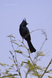 Phainopepla 3139.jpg