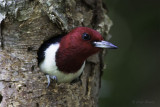 Red-headed Woodpecker4109.jpg
