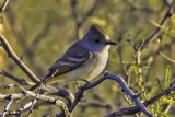 Brown-crested Flycatcher4966.jpg
