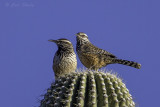 Cactus Wren5021.jpg