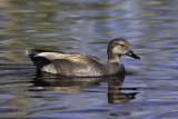 Gadwall5162.jpg