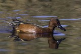 Cinnamon Teal5180.jpg