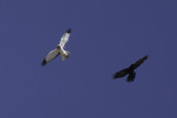 Harrier and Raven5486.jpg