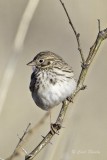 Vesper SparrowV571.jpg