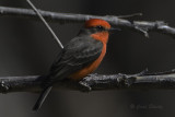 Vermillion5979.jpg
