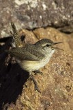 Rock Wren6179.jpg