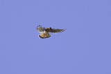 Kestrel6373.jpg