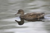Gadwall-f6256.jpg