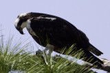 Osprey4699.jpg