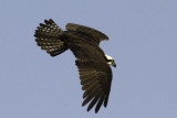 Osprey4769.jpg