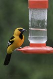 Altimira Oriole7341.jpg