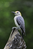 Golden-fronted Woodpecker6950.jpg